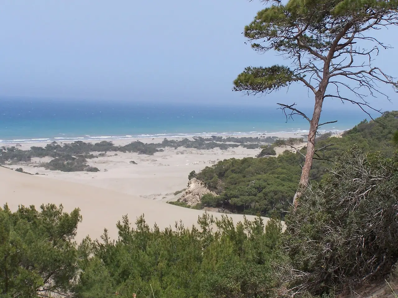 Patara plajının arkasında kum tepeleri ve çamlar